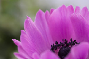 Blossom of a Crown Anemone, Anemone coronaria, buttercups, close-up Blossom of a Crown Anemone, Anemone coronaria, buttercups, close-up